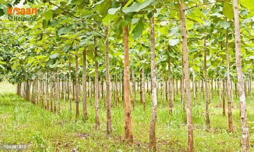 Teak (सागवान)